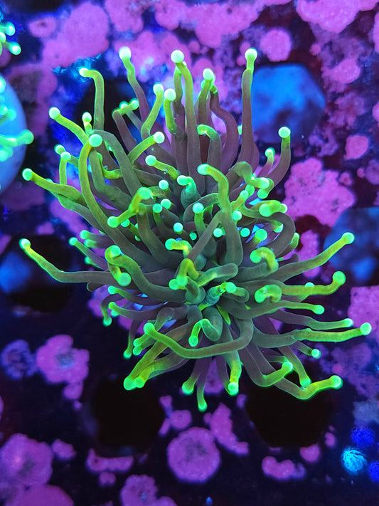 Guacamole Torch (Video in pics)