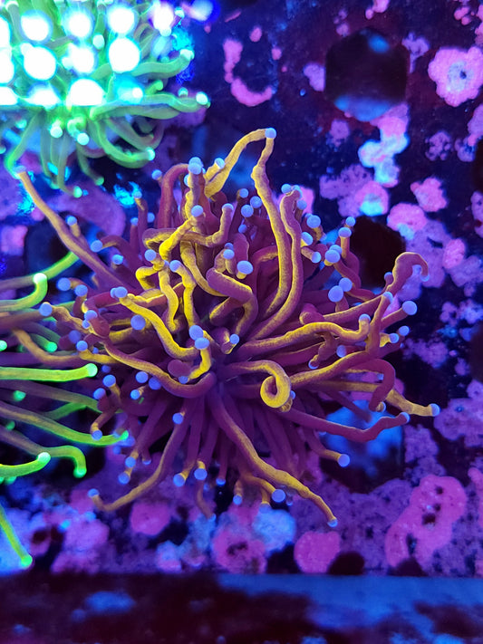 Gold Torch (Video in pics)