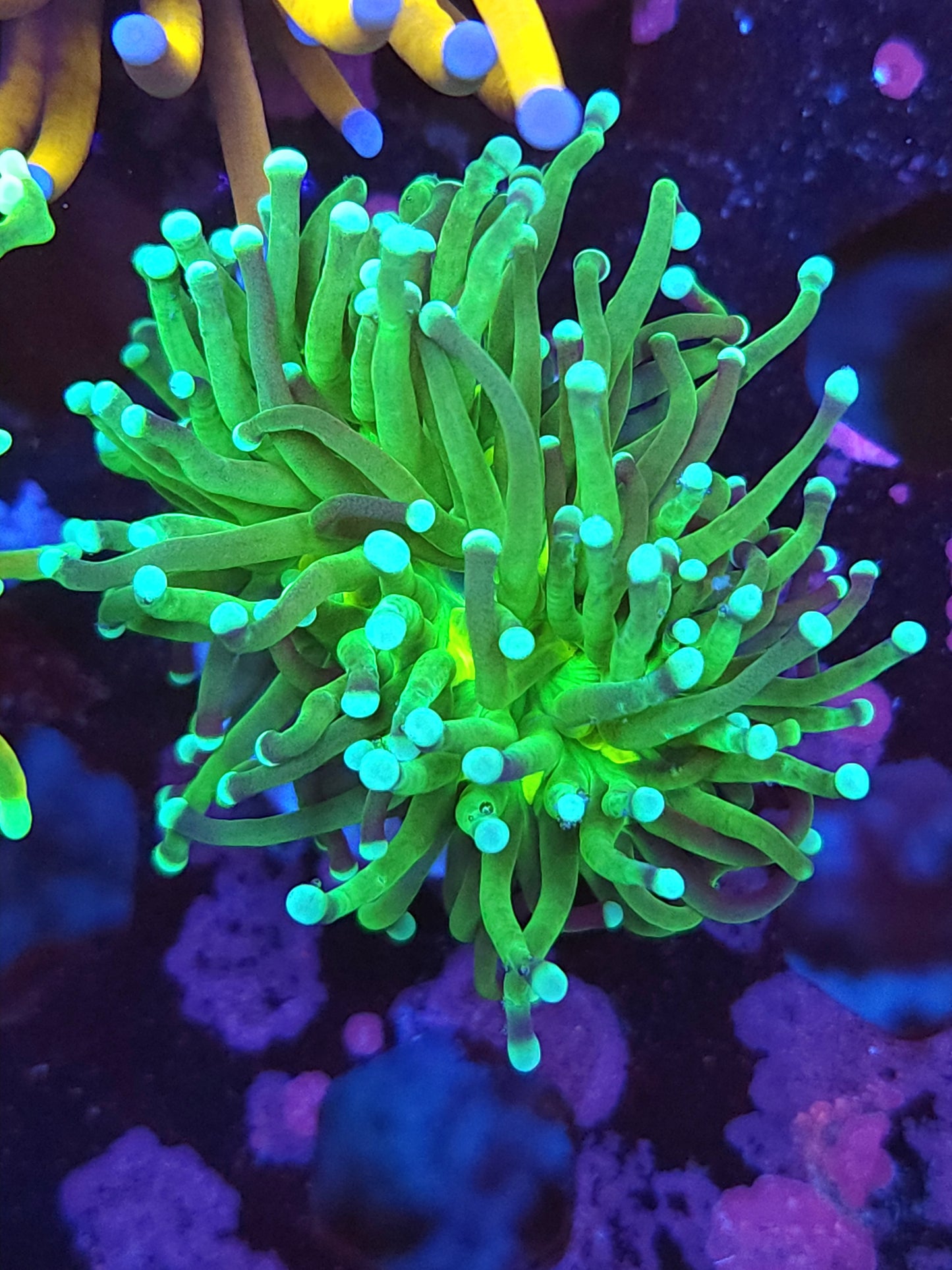 Mean Green Torch (Video in pics)