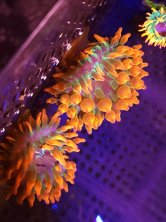 Small Marbled Foot Bubble Tip Anemone (non wysiwyg 4 available)