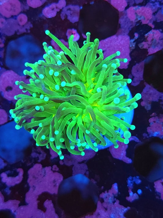 Mean Green Torch (Video in pics)