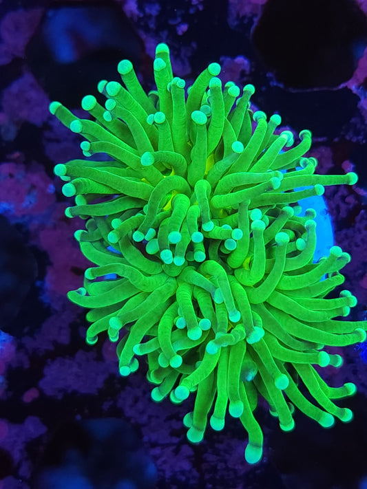 Mean Green Torch Splitting (Video in pics)