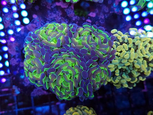 Aquacultured Hologram Hammer Colony (Video in pics)