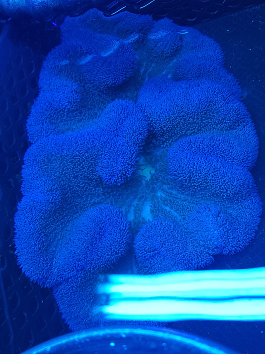 Blue / Purple Gigantea Carpet Anemone (15 Inch)