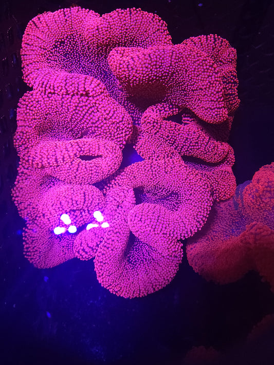 Insane Hot Pink Haddoni Carpet Anemone (15+ Inch)
