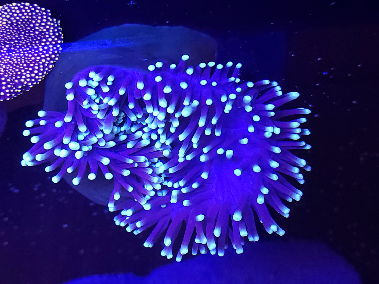 Ritteri Anemone