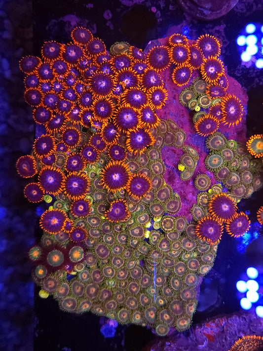 XL Ultra Mix Zoa Colony