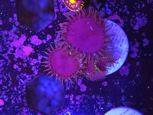 Purple Death Palys