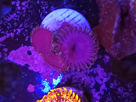 Purple Death Palys
