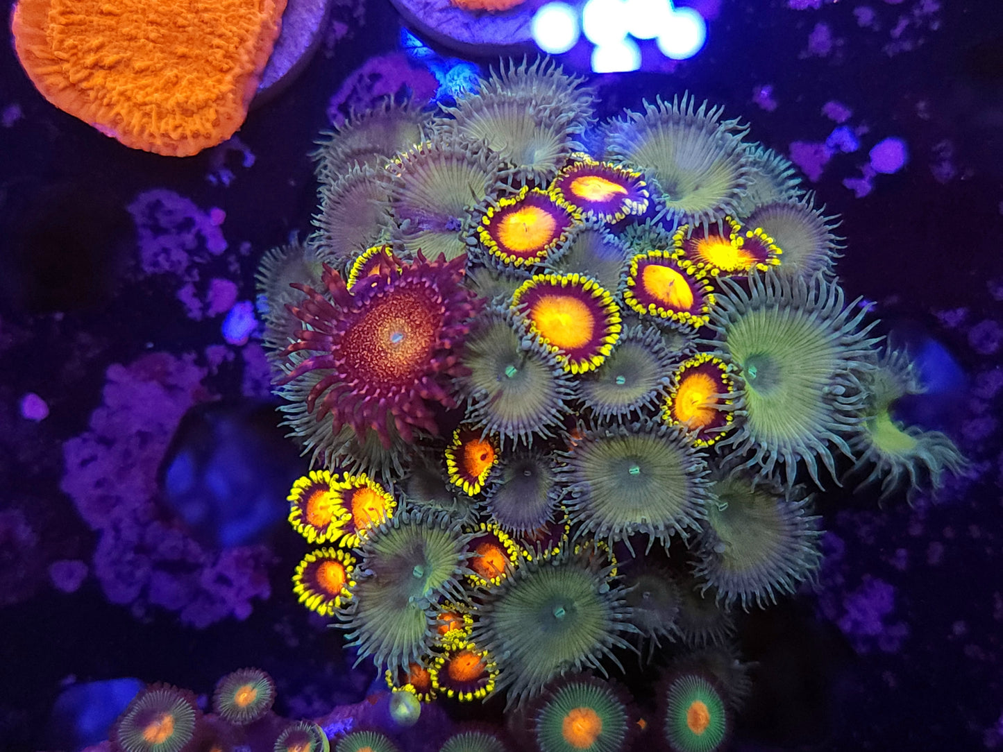 Mix Zoa Frag