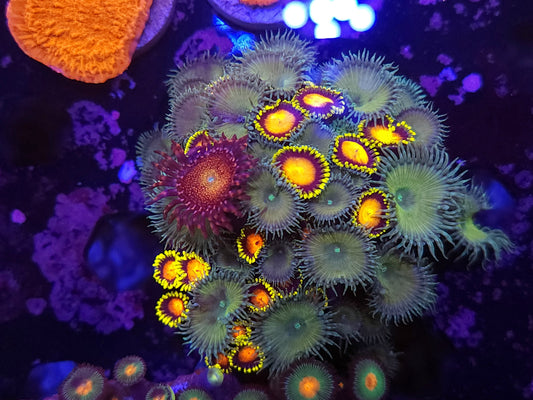 Mix Zoa Frag