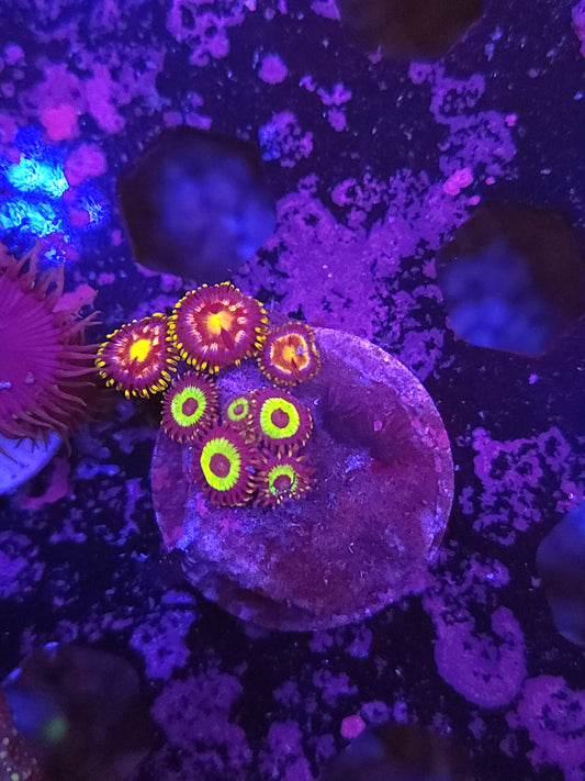 Mix Zoa Frag