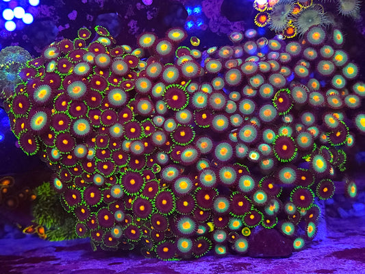Crazy XXL Zoa Colony