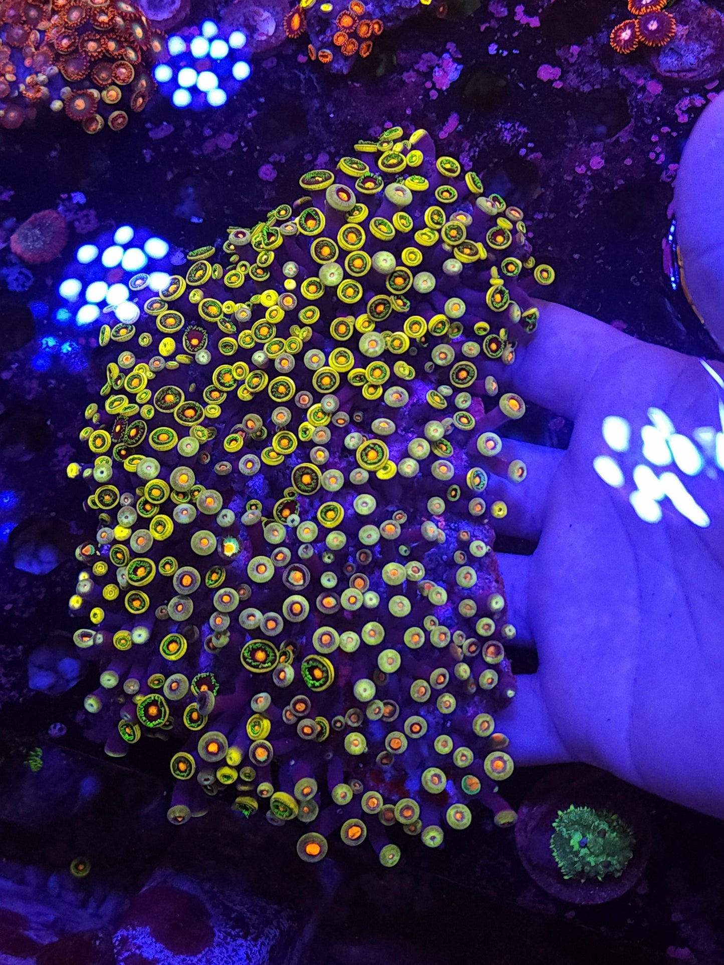Crazy XXL Zoa Colony