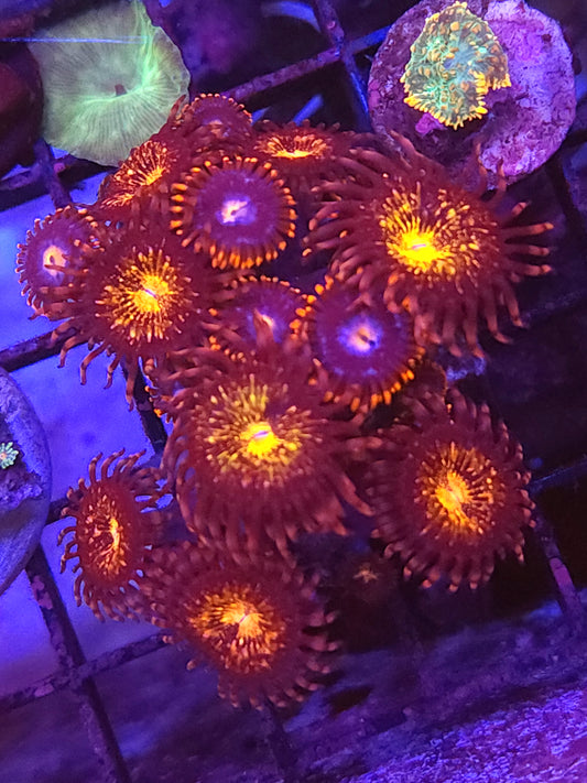 Mix Zoa Frag