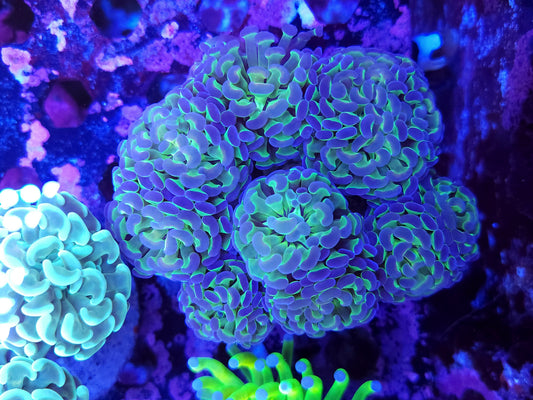 XL Hologram Hammer Colony