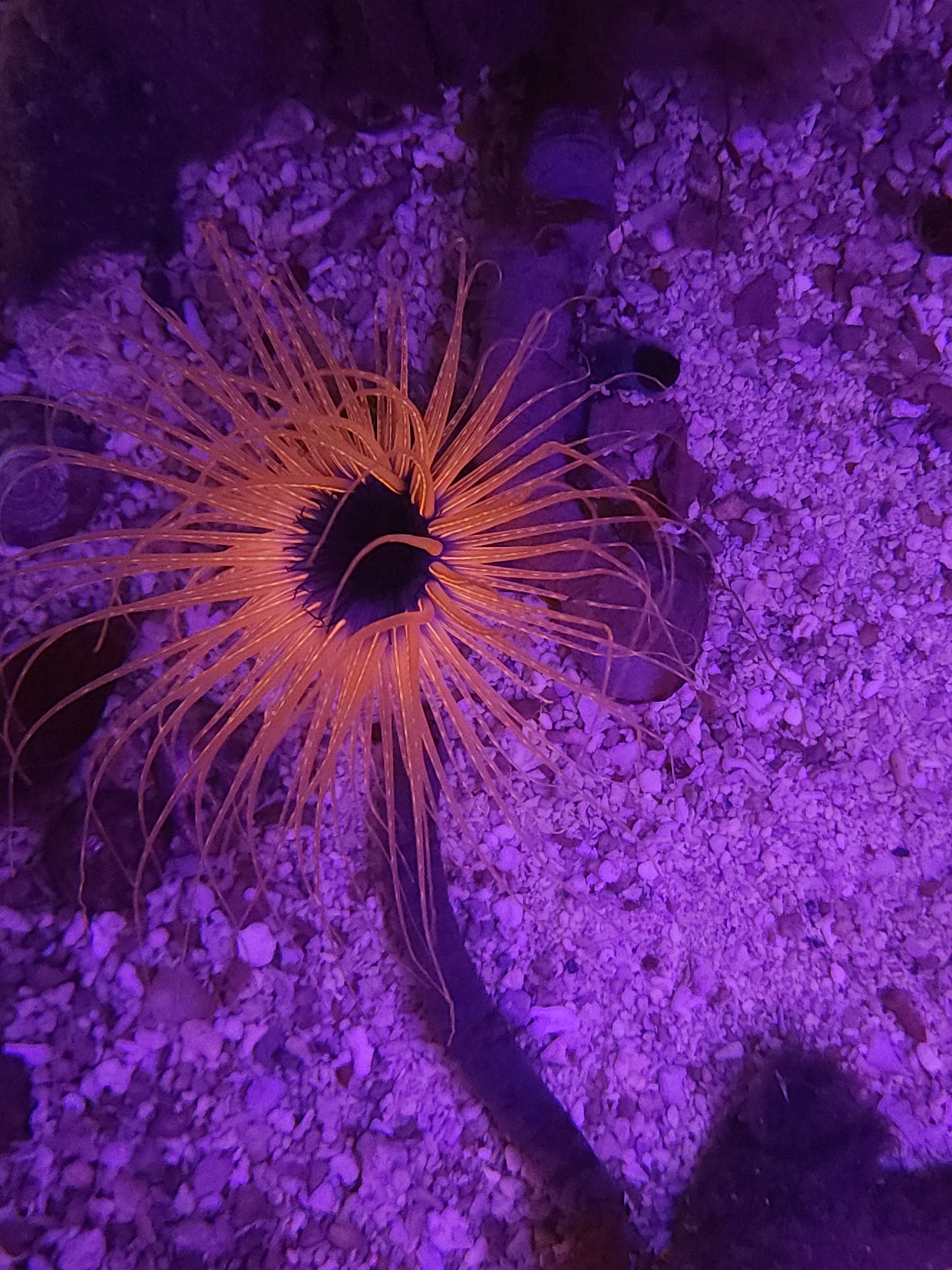 Neon Orange Tube Anemone