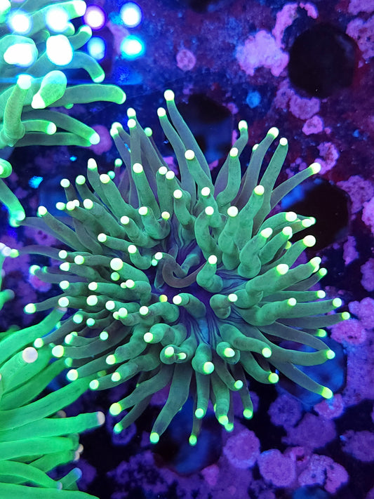 Green With Light Tip Torch (Video in pics)