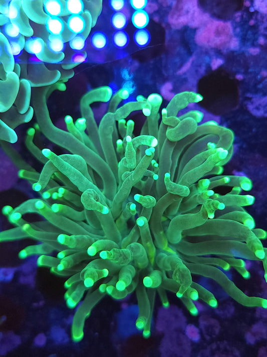 Hulk Torch (Video in pics)