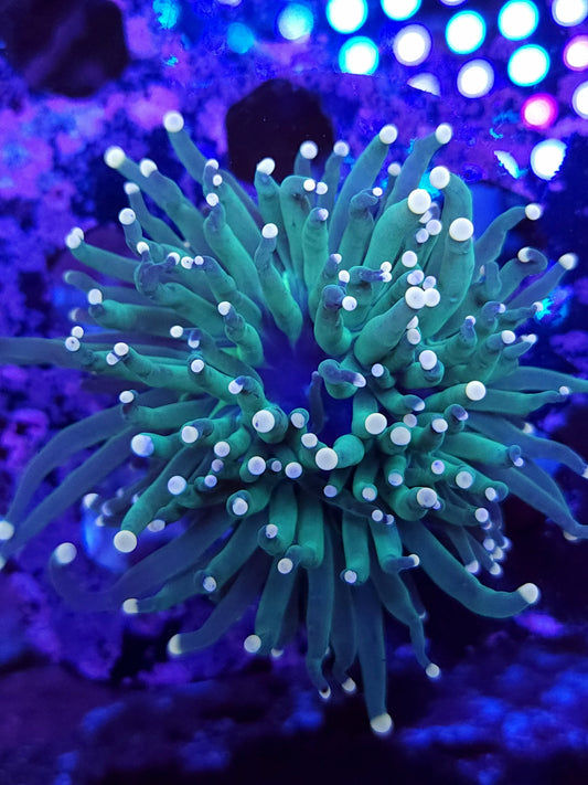 Pink Tip Torch (Video in pics)