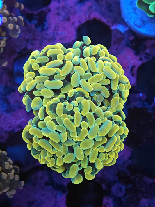 Aquacultured Bright Gold Hammwe Mini Colony (Video in pics)
