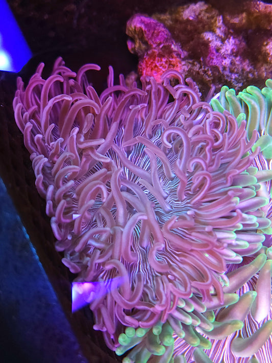 White Convict Long Tenticle Anemone