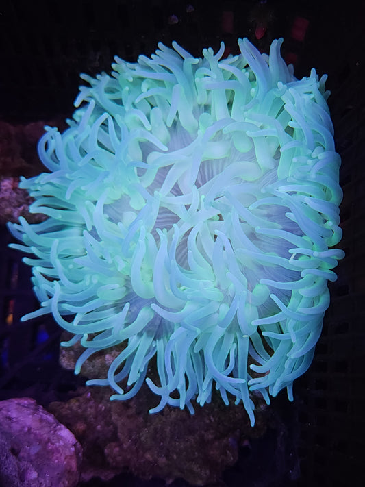 Ultra Long Tenticle Anemone