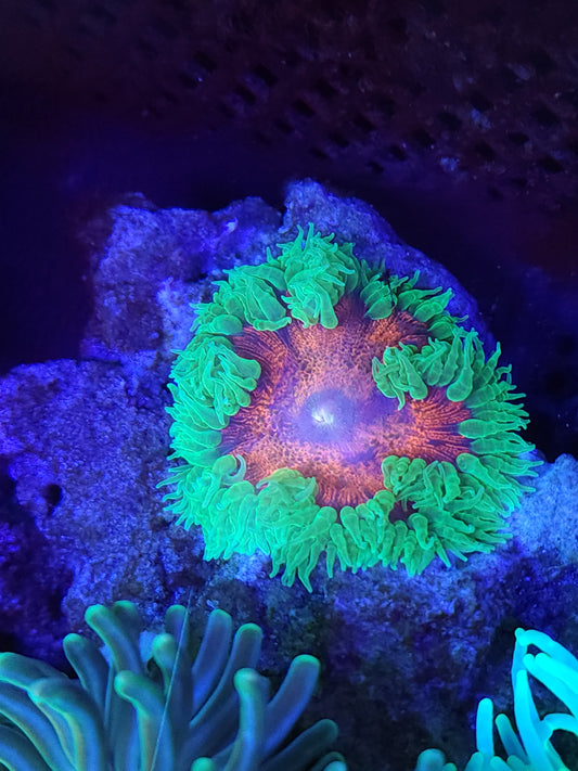 Ultra Rock Flower Anemone