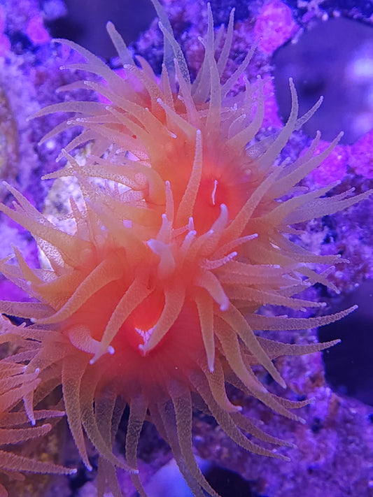 Fat Head Dendro Triple