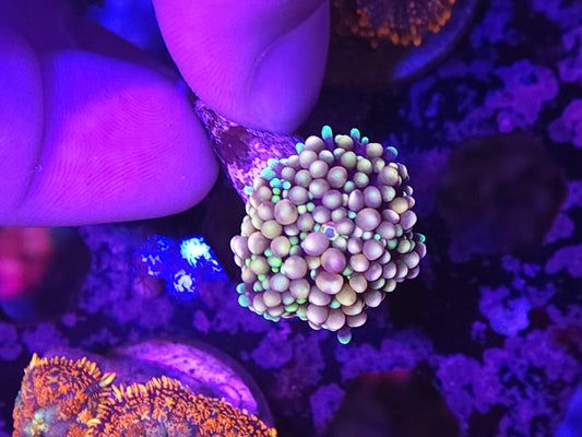 Ultra Ricordea Florida Mushroom