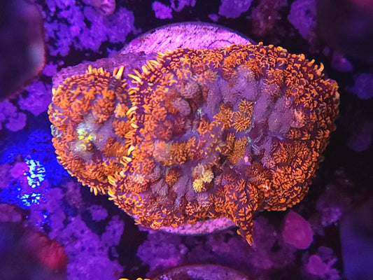 Orange Patchwork Mushrooms