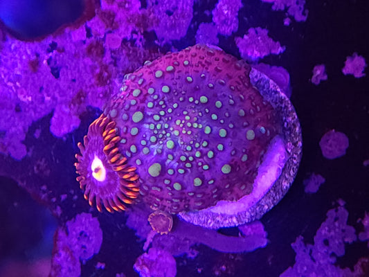 Lava Lamp Mushroom Zoa Combo