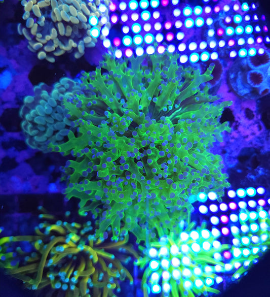Splitting Neon Green Frogspawn (Video in pics)