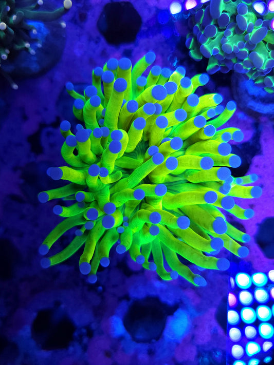 Ultra Holy Grail Torch Nice Yellow (Video in pics)