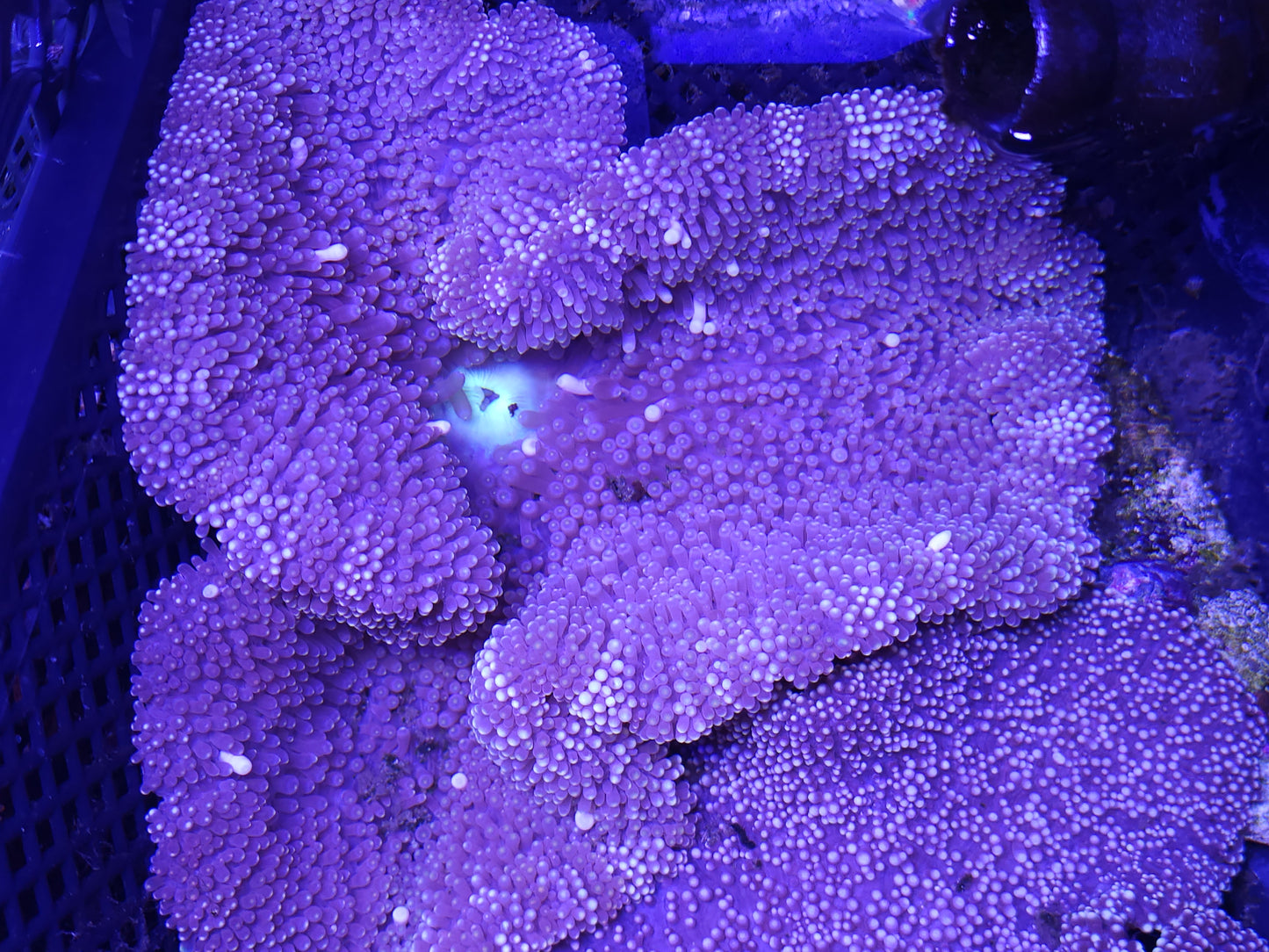 Green Mouth Striped Mertensii Carpet Anemone (8 inch)