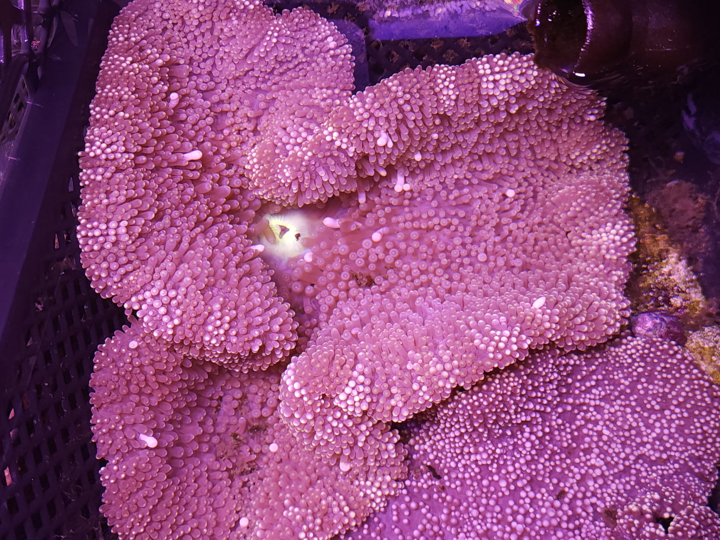 Green Mouth Striped Mertensii Carpet Anemone (8 inch)