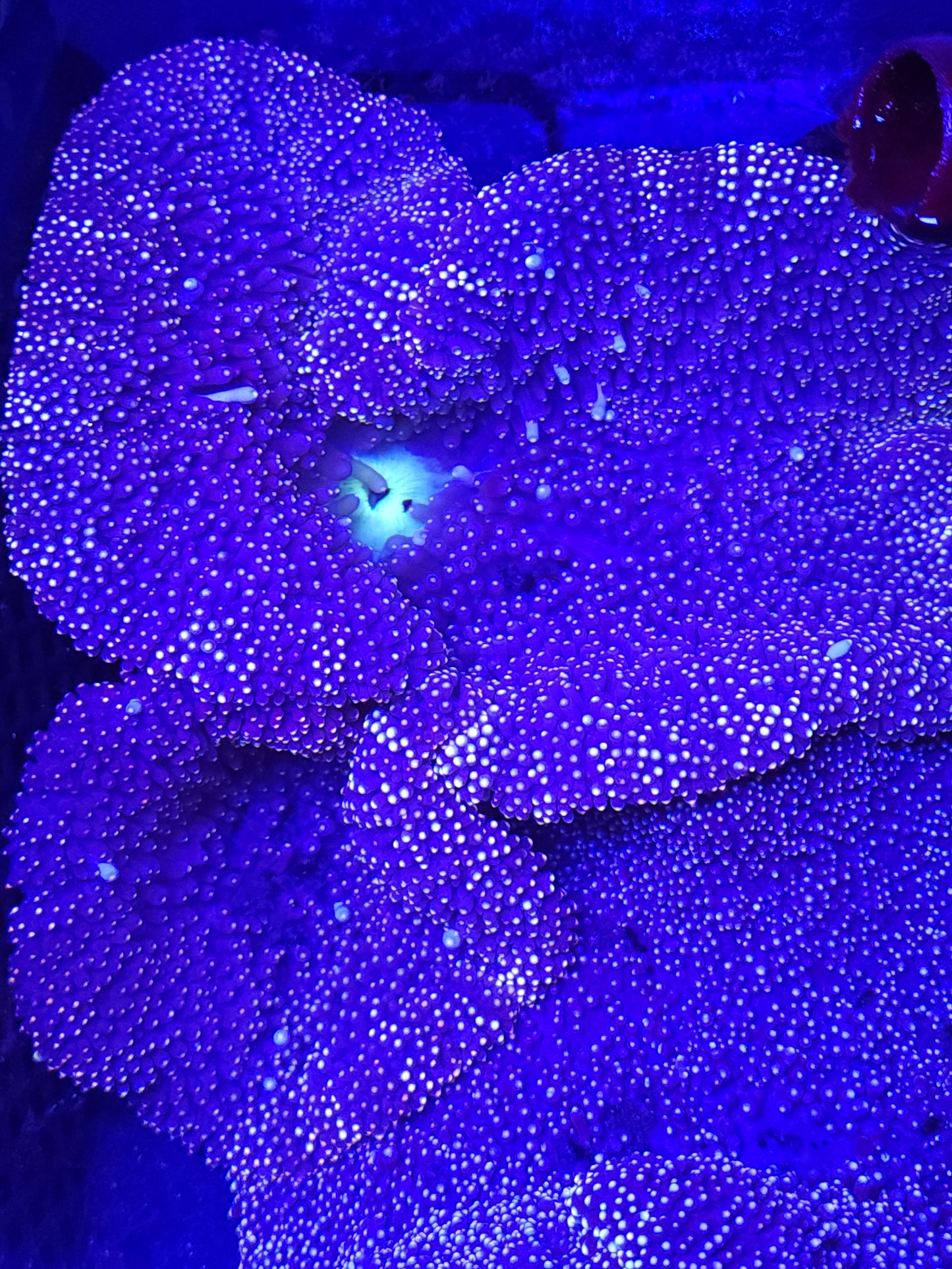 Green Mouth Striped Mertensii Carpet Anemone (8 inch)
