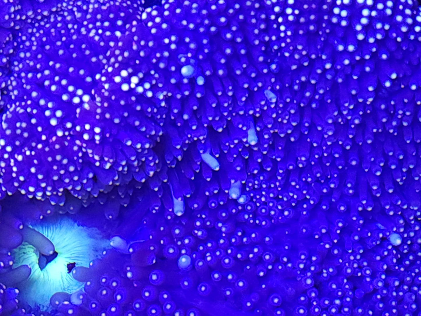 Green Mouth Striped Mertensii Carpet Anemone (8 inch)