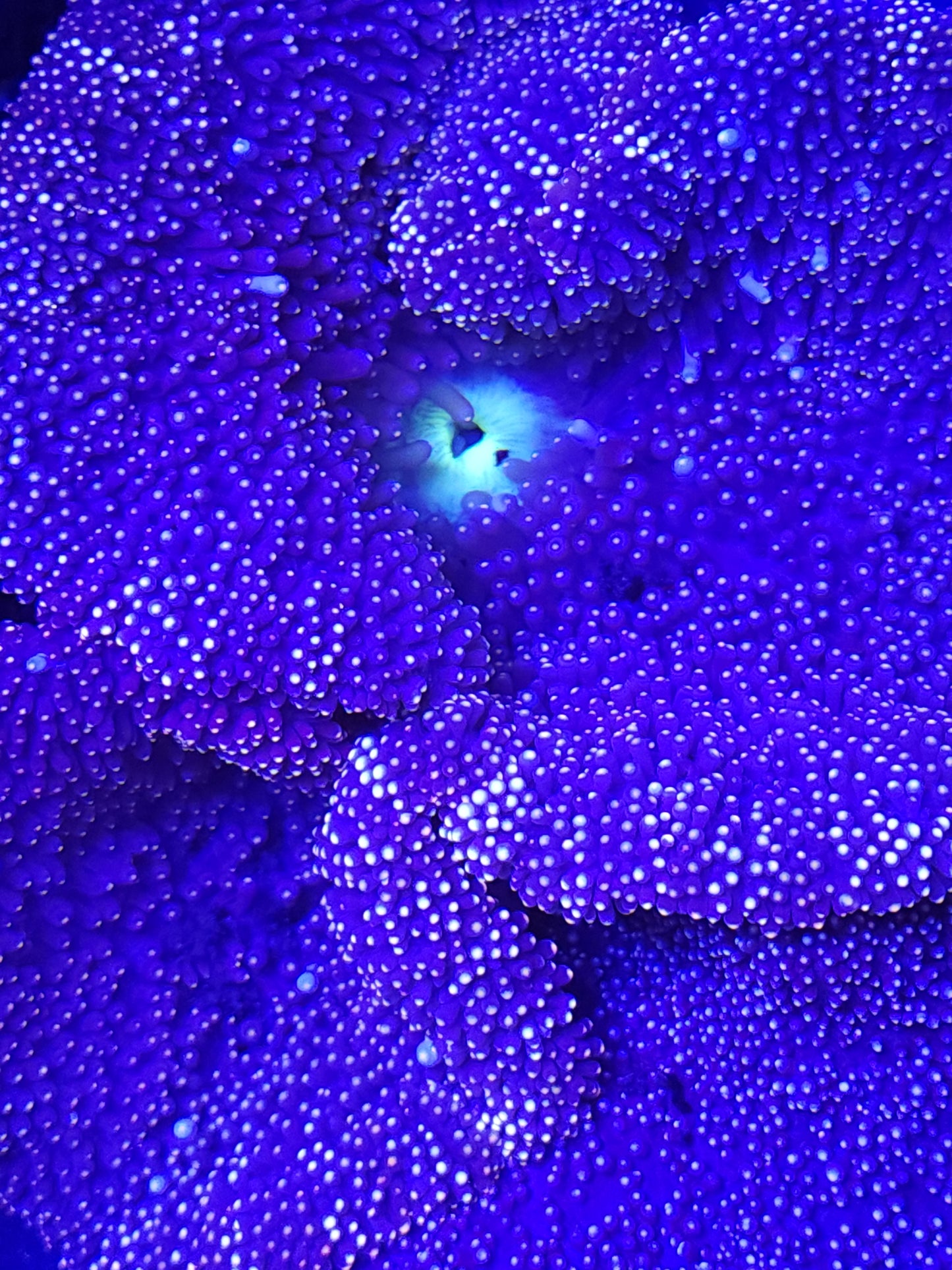 Green Mouth Striped Mertensii Carpet Anemone (8 inch)
