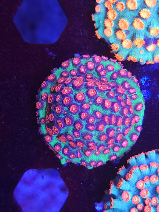 Alien Pox Cyphastrea