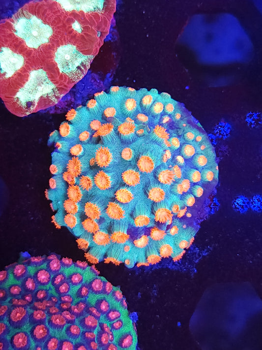 Orange Crush Cyphastrea