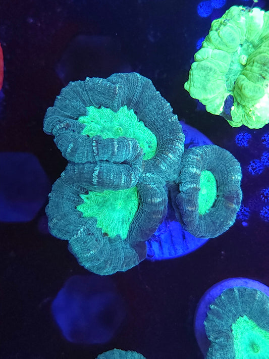 Green and Teal Candy Cane