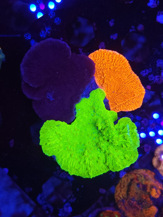 Bright Green, Red and Purple Monti Cap Growout Large