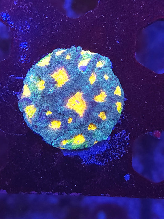 Easter Egg Favia
