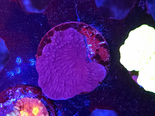 Purple Monti Cap
