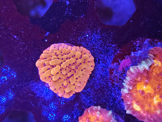 Blood Moon Montipora