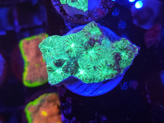 Green Goblin Favia