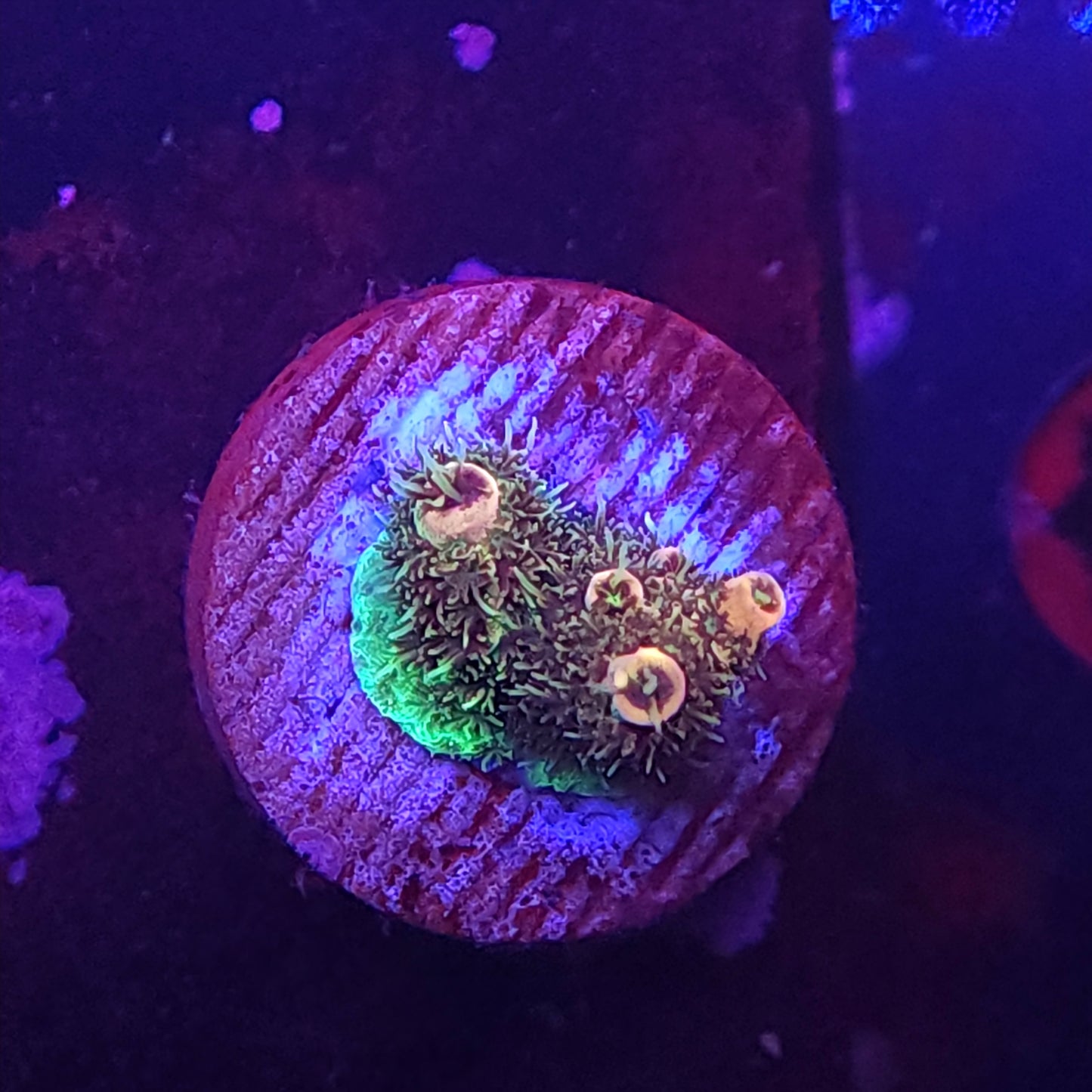 Rainbow Millie