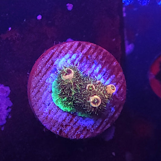 Rainbow Millie