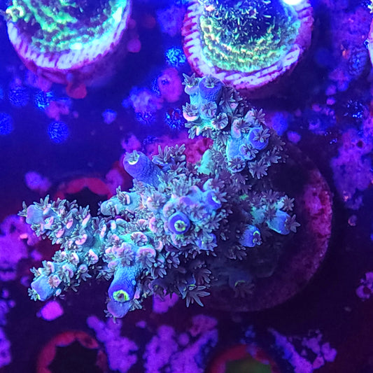 Pink Tip Rainbow Tenuis Mini Colony